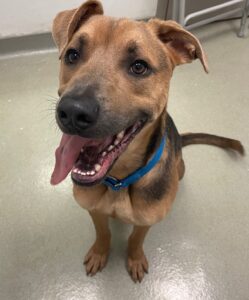 Patch, a german shepherd mix, 1 year old