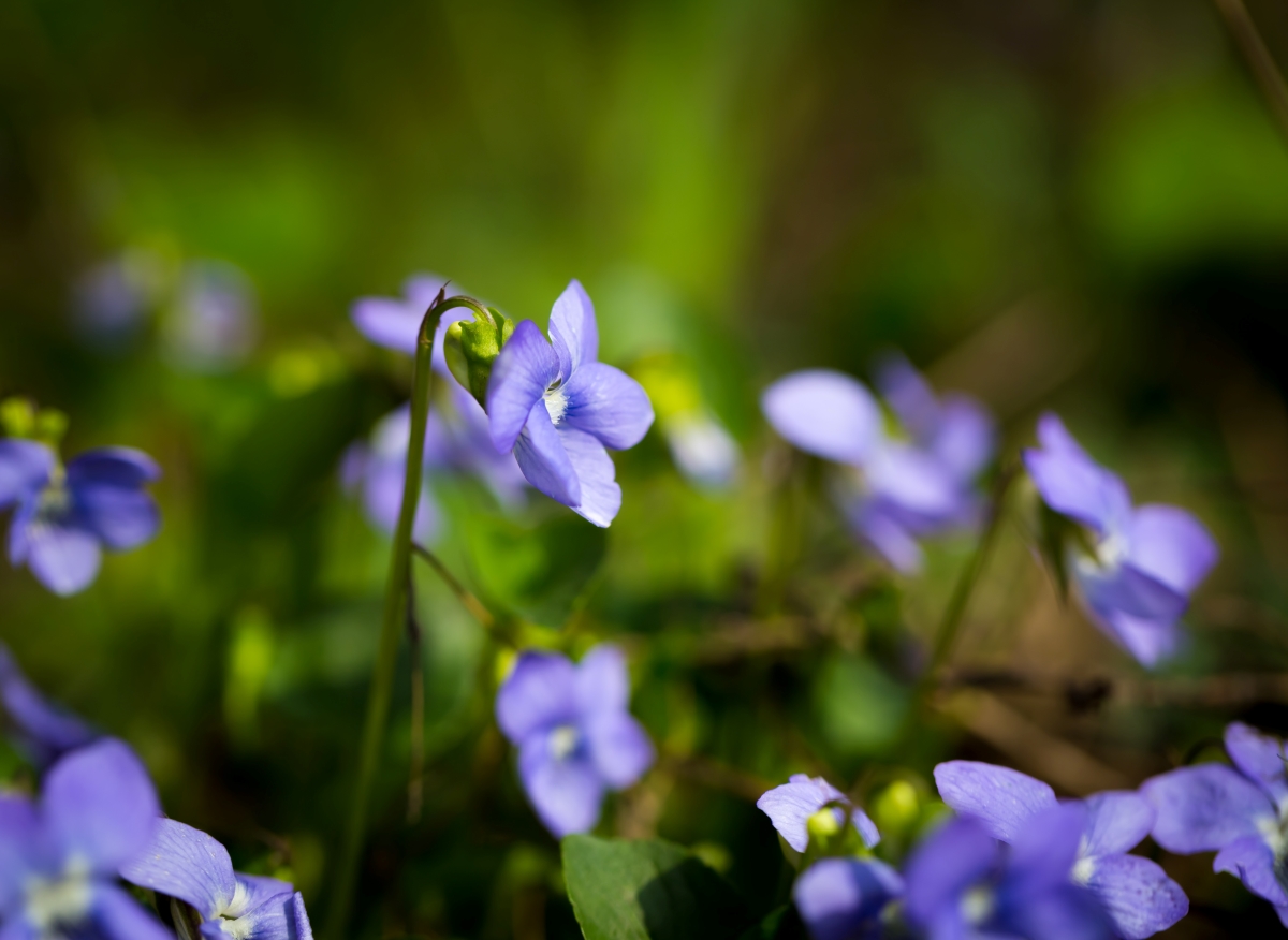 April 12-14 Weekend Roundup of Things To Do in Montgomery County - Vimarsana News