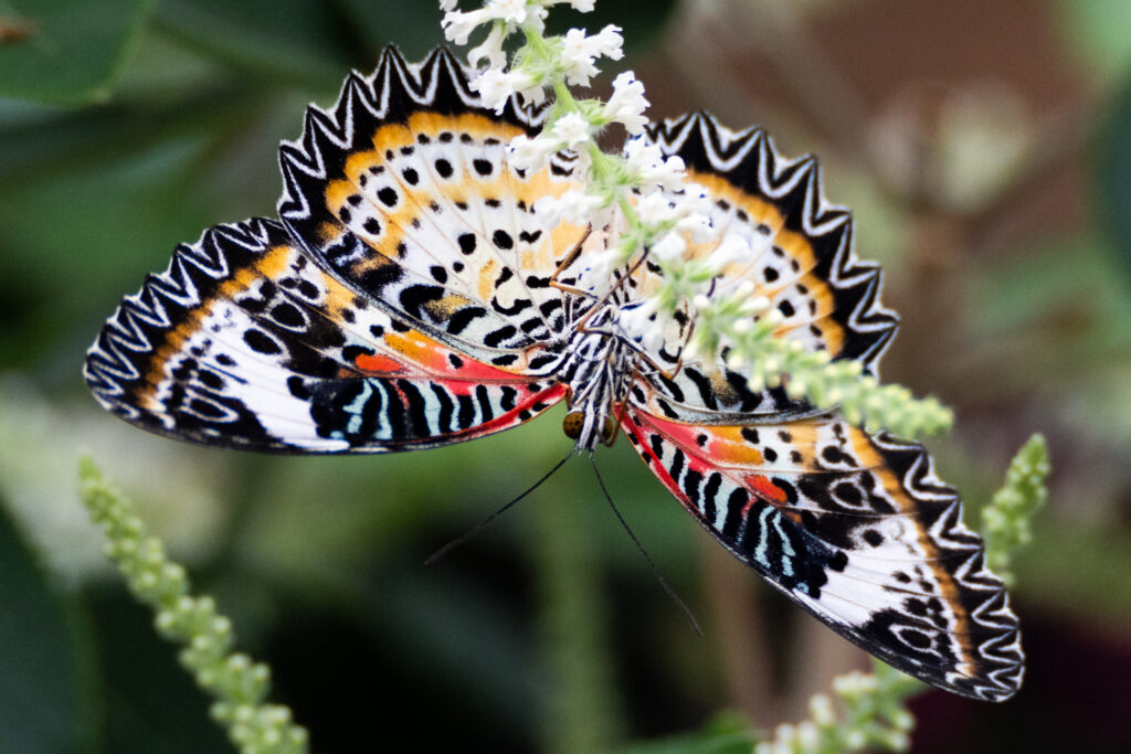Butterfly レトリーバ Brookside_Butterflies_Slidesho